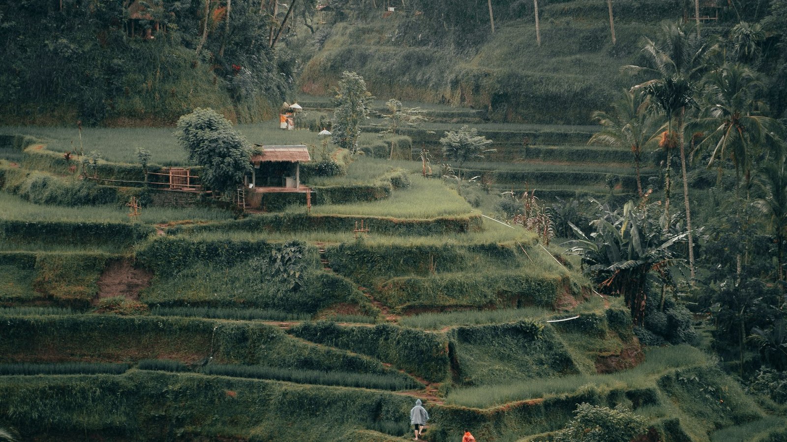 Terraced rice fields built into a hillside, one level at a time